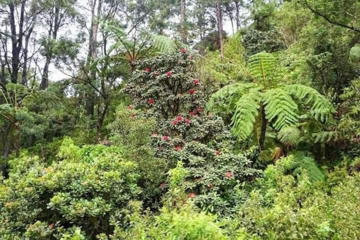 La Rose Guest House Nuwara Eliya Ngoại thất bức ảnh